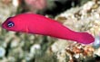 Strawberry Pseudochromis